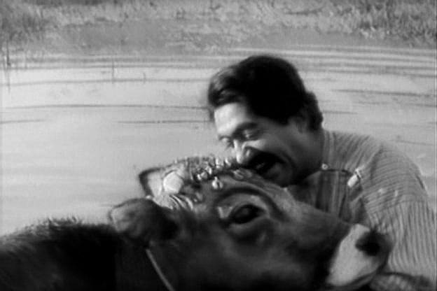 [PHÂN TÍCH PHIM] The Cow (Dariush Mehrjui, 1969): Con người và nhận thức về con người